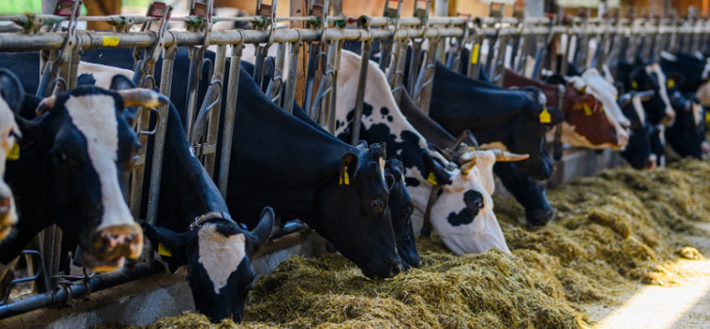 Nationwide Livestock Solutions in Turkey