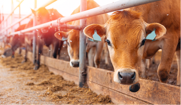 Livestock Consultancy