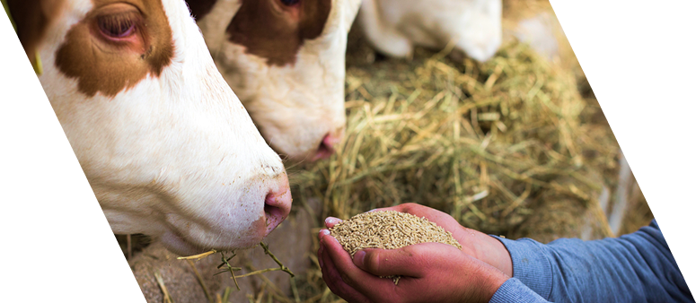 Feed Management Consulting