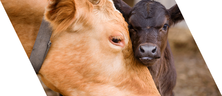 Calf Starter and Grower Feeds
