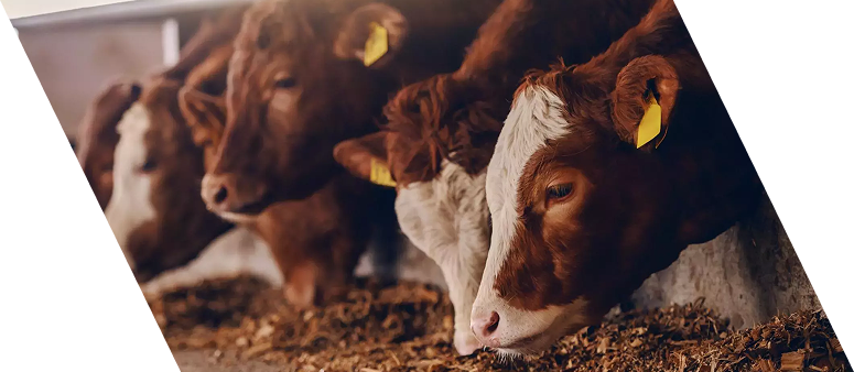 Cattle Feeds