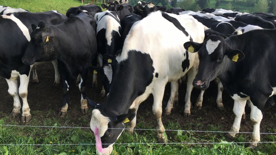 The Right Feed, Higher Performance
