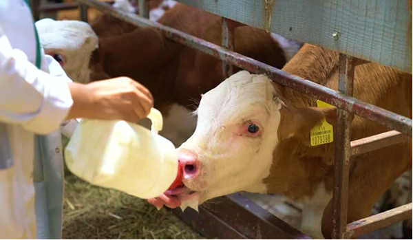Energy Balance, Healthy Lactation