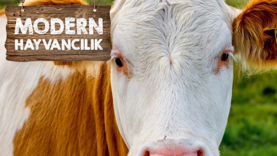 Doğru yem, yüksek performans